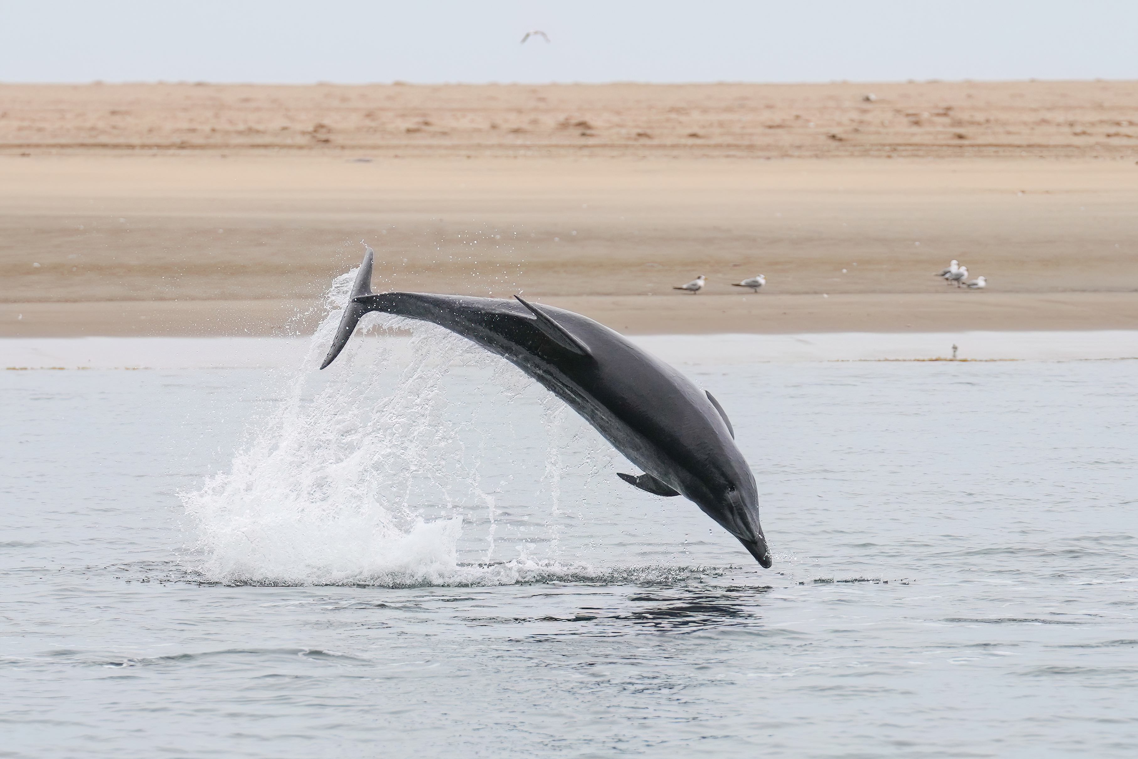 Afalina (Tursiops truncatus)