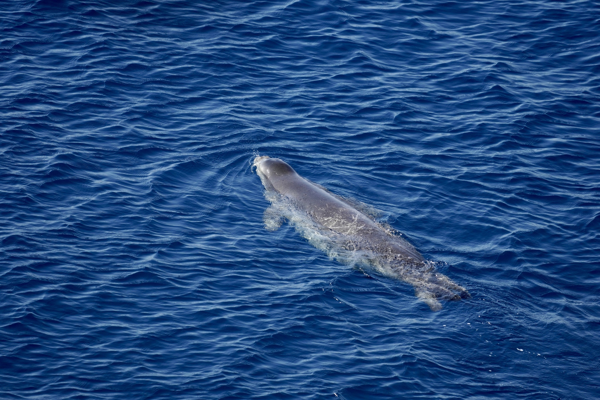 Akdeniz Foku (Monachus monachus)