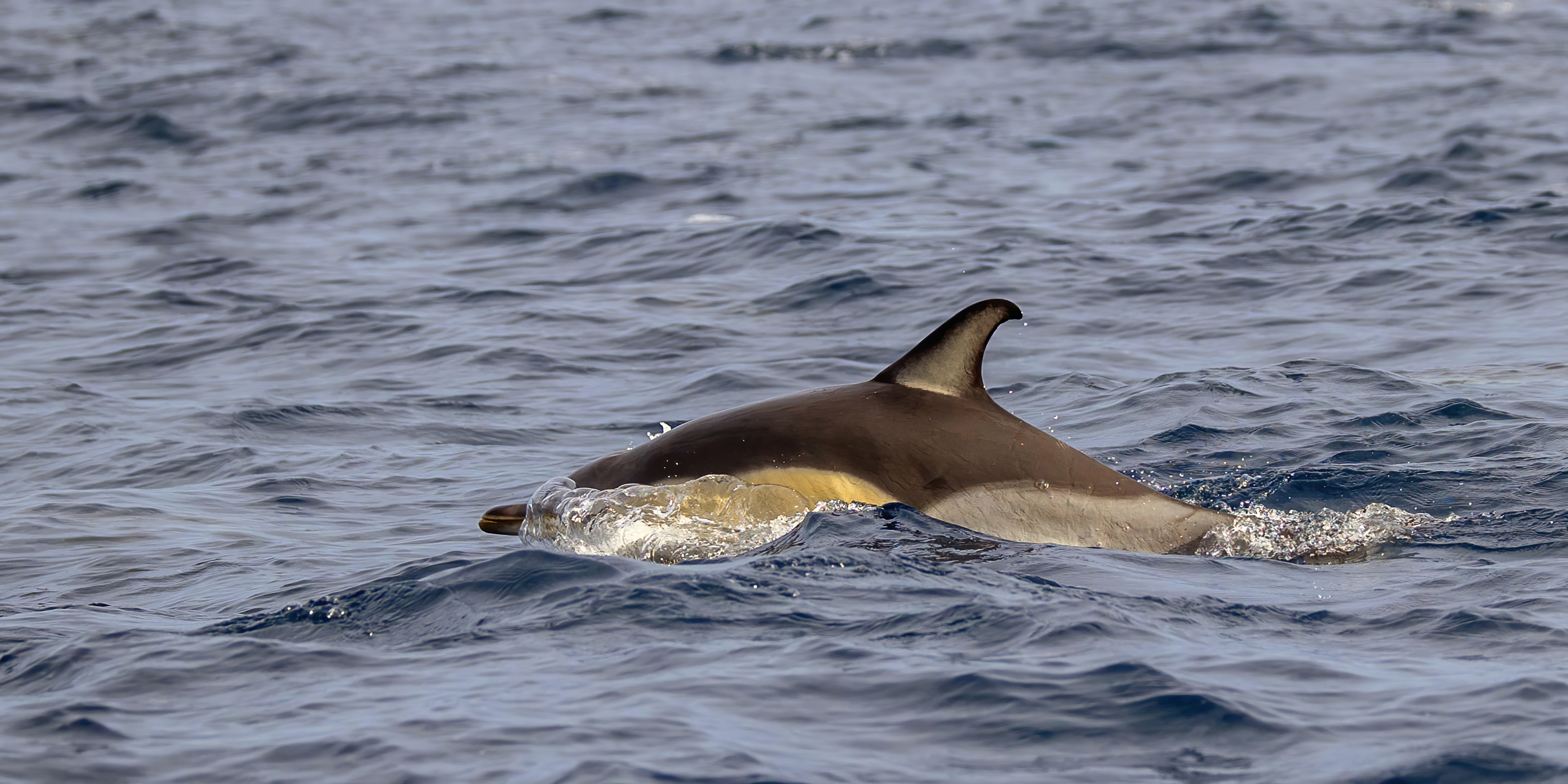 Tırtak (Delphinus delphis)